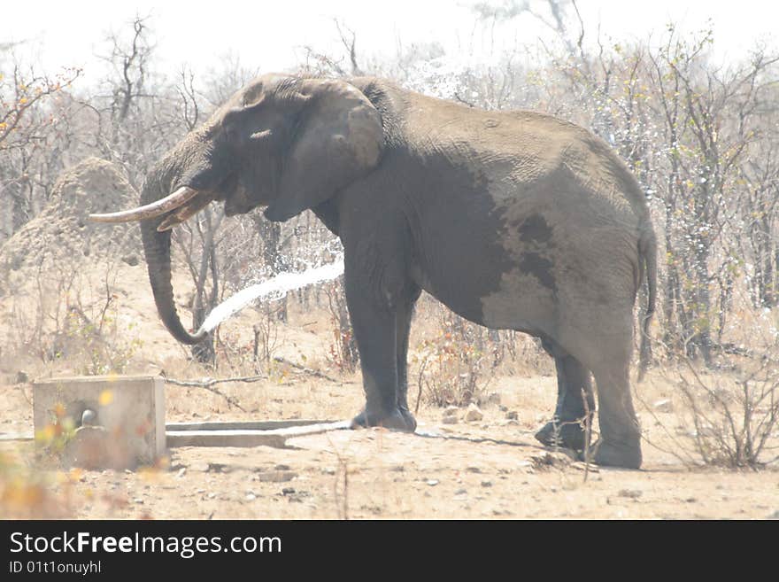 Elephant playing