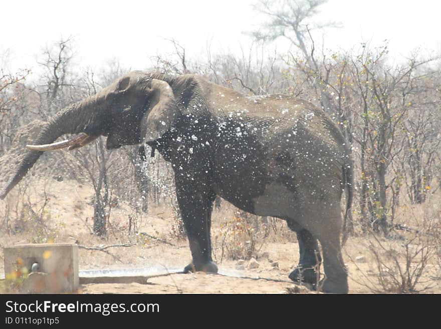 Elephant playing