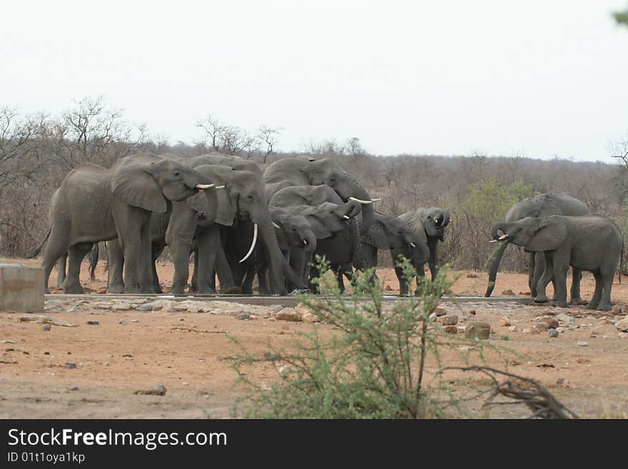 Elephants playing with water at a water hole close to the Phalaborwa gate of the Kruger National Park