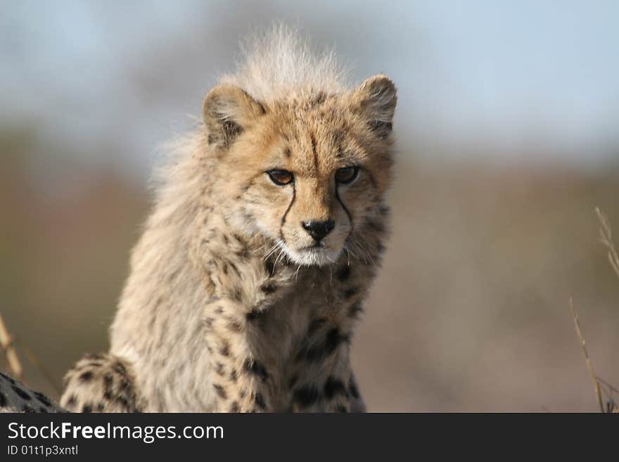 A Cheetah cub preparing to stalk its prey. The picture was taken in the Kruger National Park close to Satara rest camp