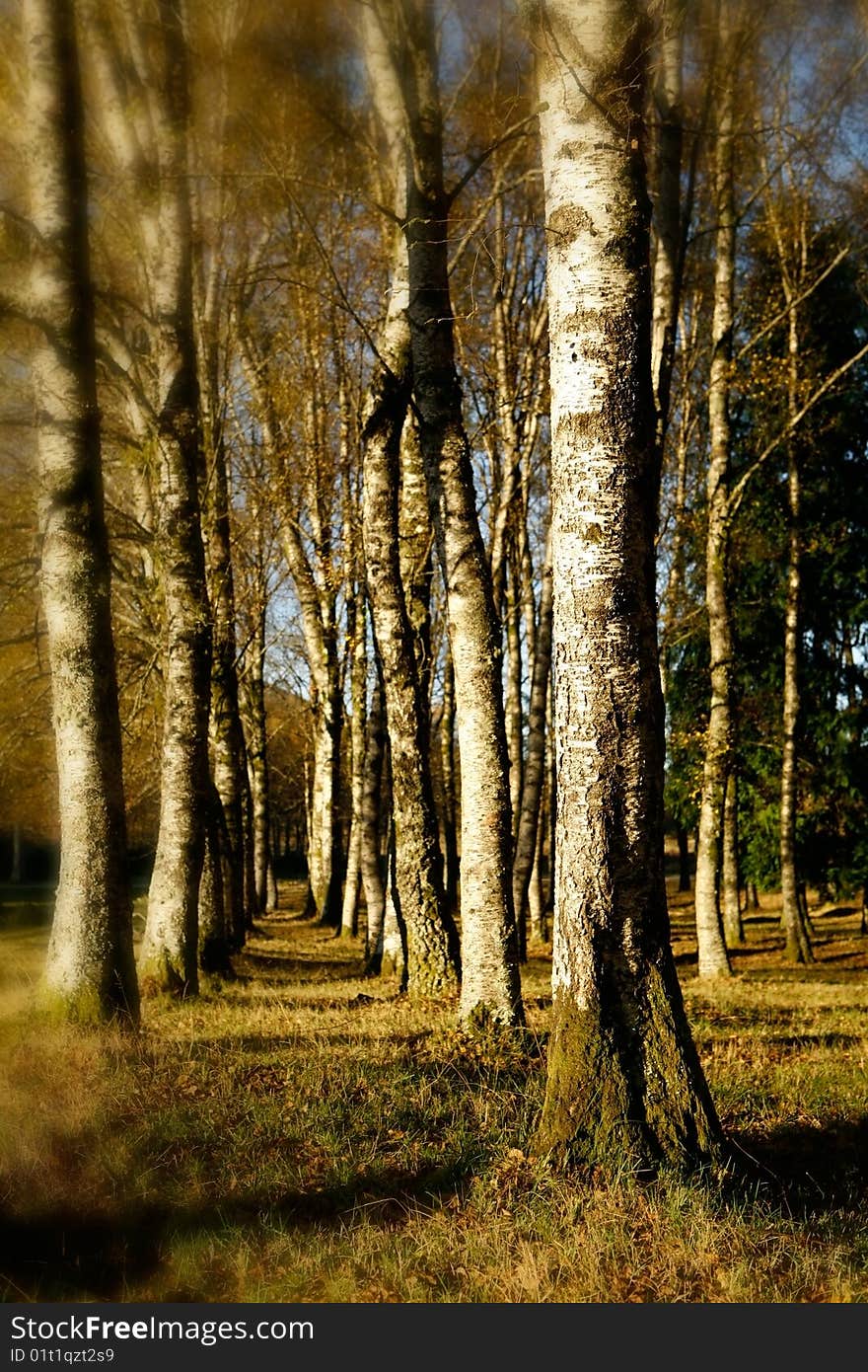 Beautiful landscape Forest with great colors and soft focus perspective. Beautiful landscape Forest with great colors and soft focus perspective