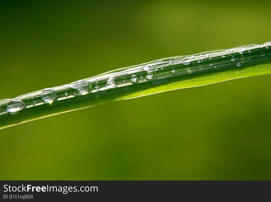 Green leaf with rain droplets