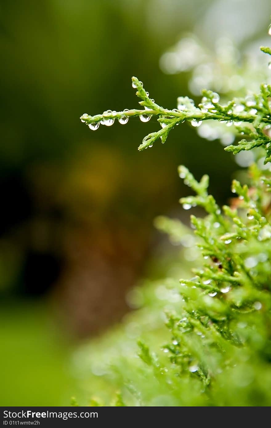 Green Leaf With Rain Droplets