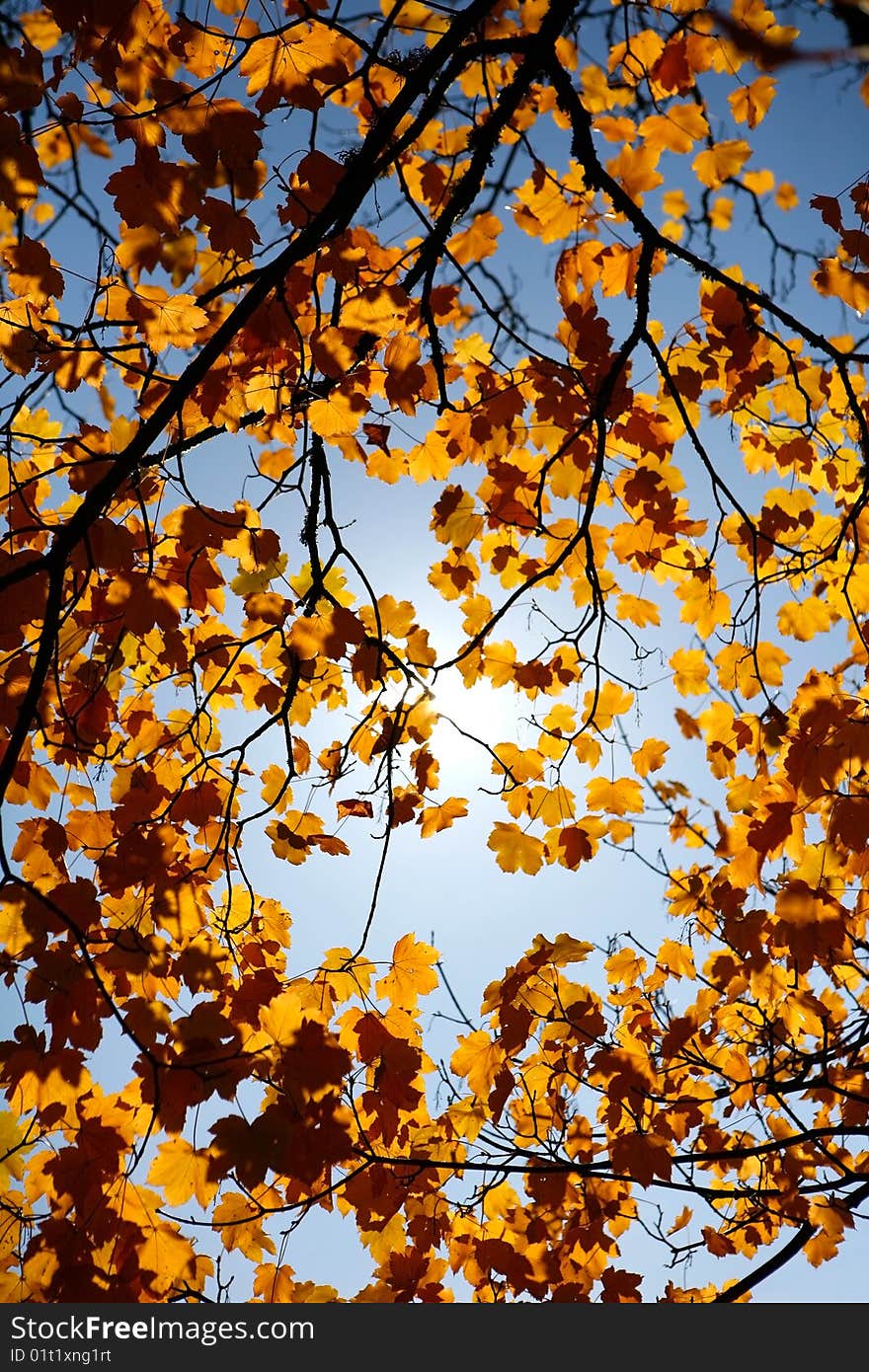 Beautiful landscape Forest with Solar beams making the way through the trees leafs. Beautiful landscape Forest with Solar beams making the way through the trees leafs