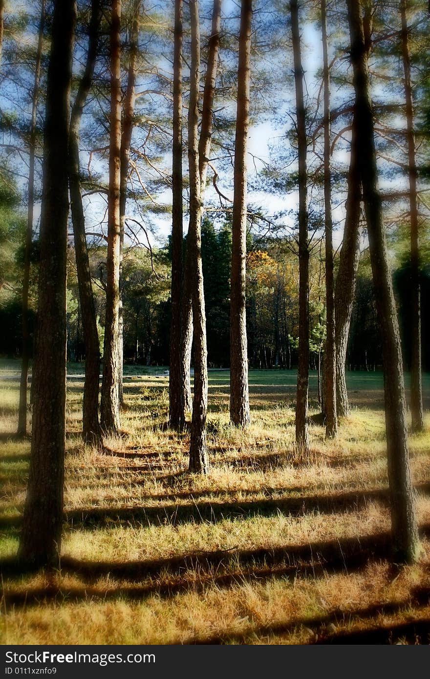 Beautiful landscape Forest with great colors and soft focus perspective. Beautiful landscape Forest with great colors and soft focus perspective