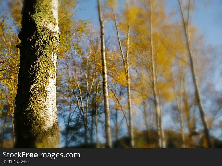 Quiet Landscape Forest