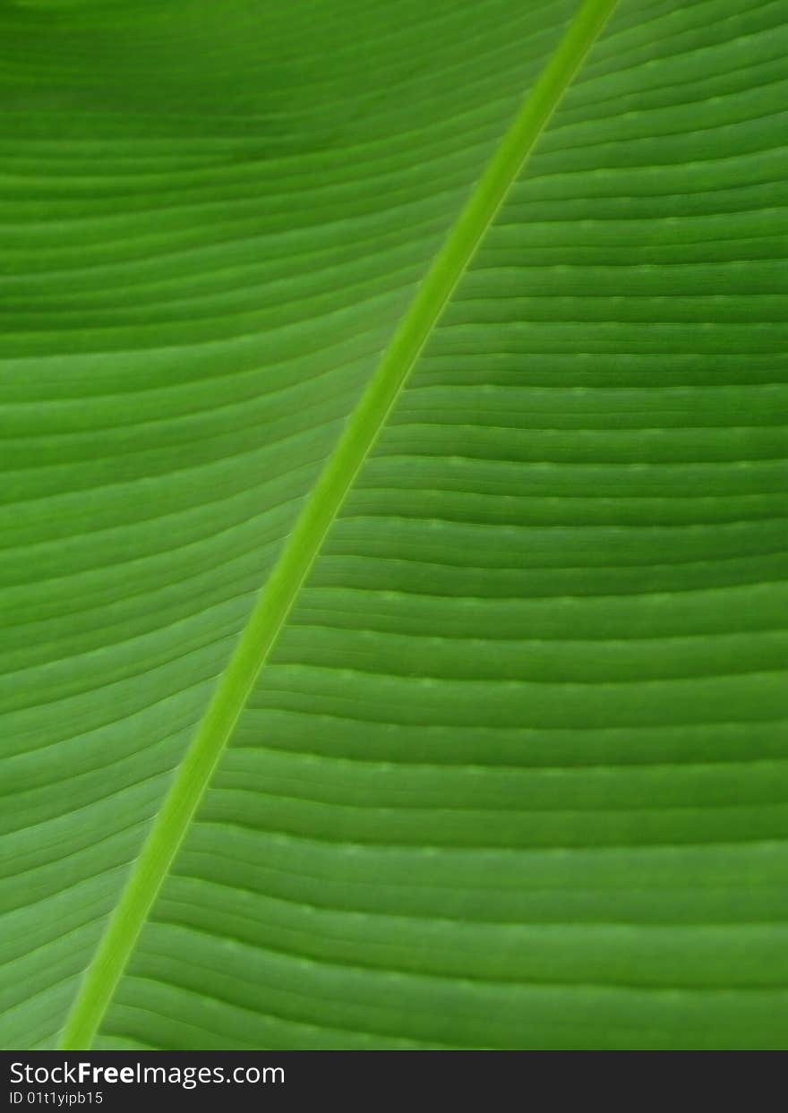 Close up of a green leaf showing veins