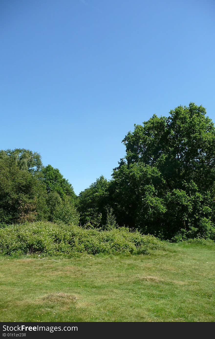 Trees that are growing in Hainault Forest. Trees that are growing in Hainault Forest.