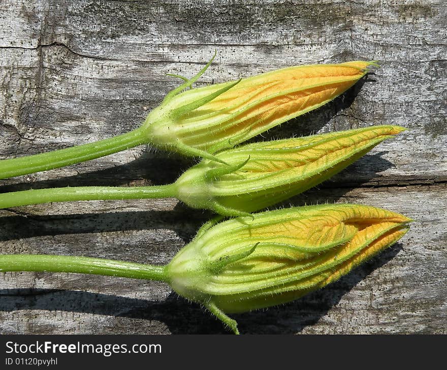 Courgettes or zucchinis flowers