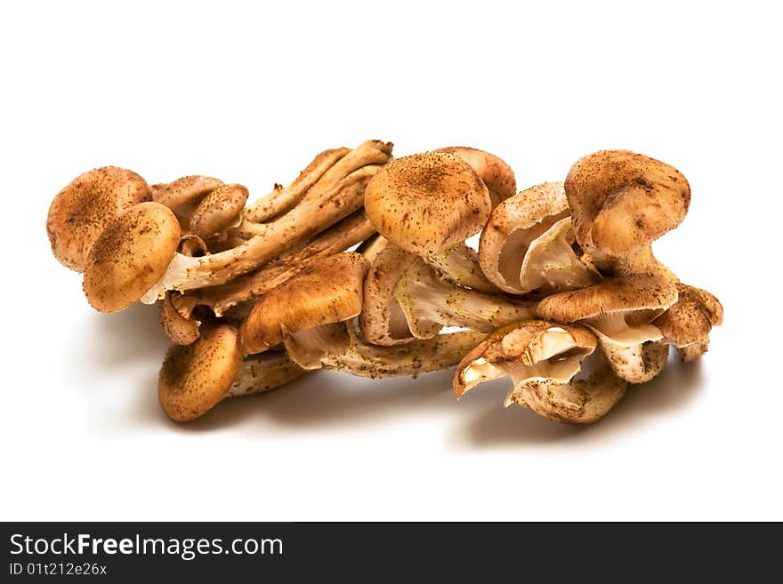 Fresh and beautiful mushrooms on a white background