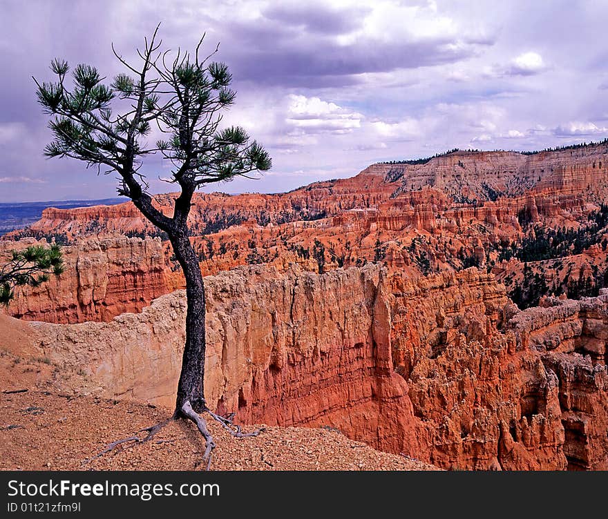 View of a lone tree hanging by its roots on the edge of a cliff. View of a lone tree hanging by its roots on the edge of a cliff