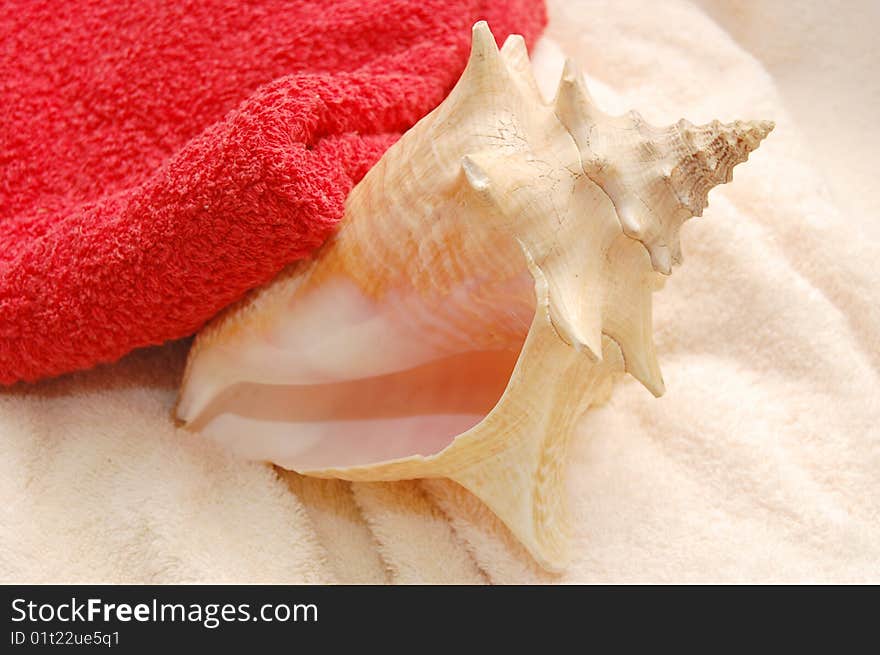 Big Very Beautiful Seashells On Towel Background