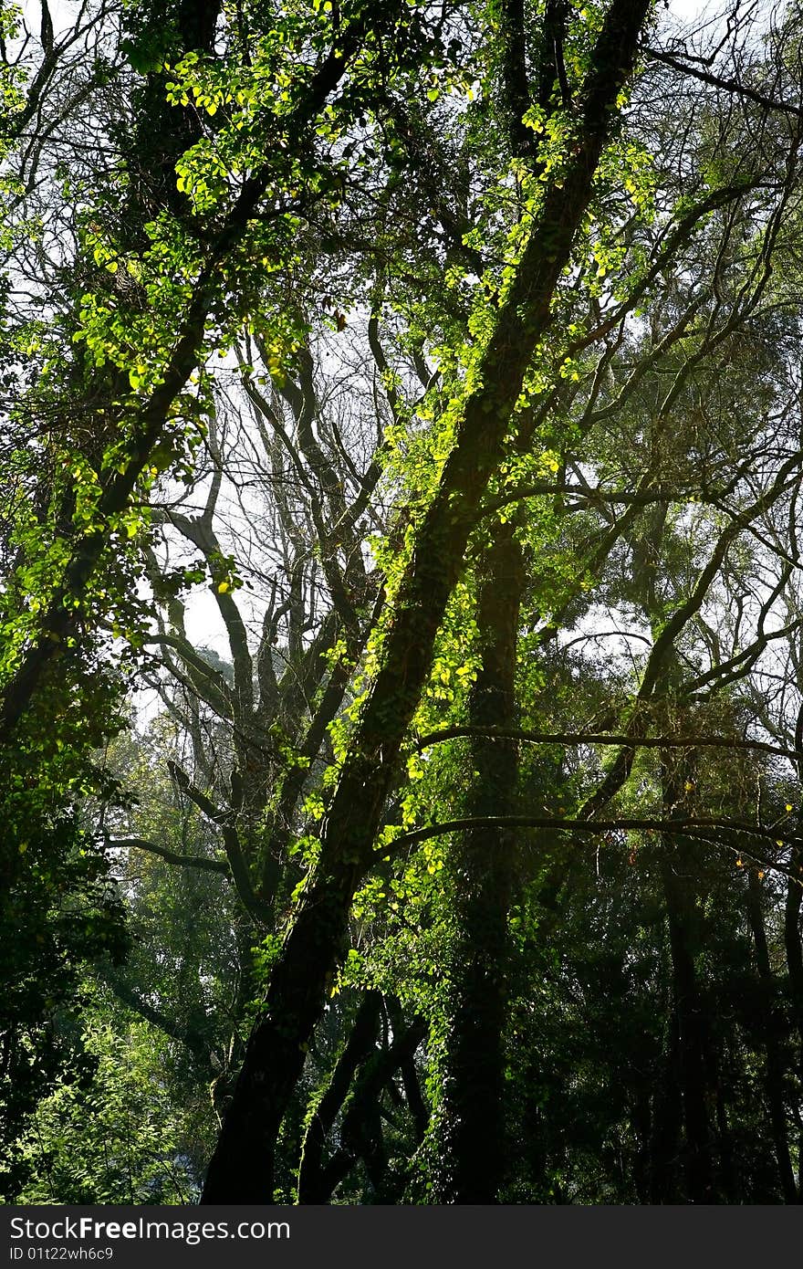 Beautiful landscape Forest with light making the way through the trees