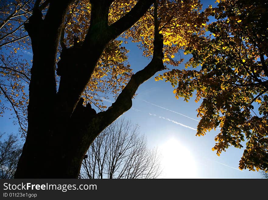 Beautiful landscape Forest with Solar beams making the way through the trees