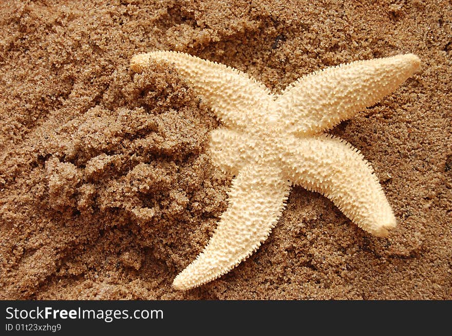 Starfish on wet sand at sunrise/sunset