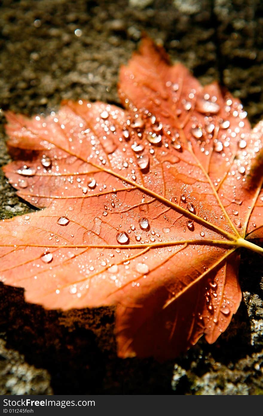 Red leaf with rain droplets, Good for issues such as environment, ecology and Pollution. Red leaf with rain droplets, Good for issues such as environment, ecology and Pollution.