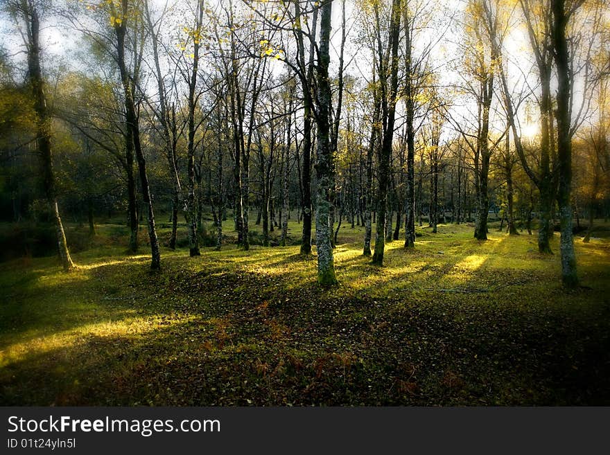 Beautiful landscape Forest with Solar beams making the way through the trees leafs. Beautiful landscape Forest with Solar beams making the way through the trees leafs