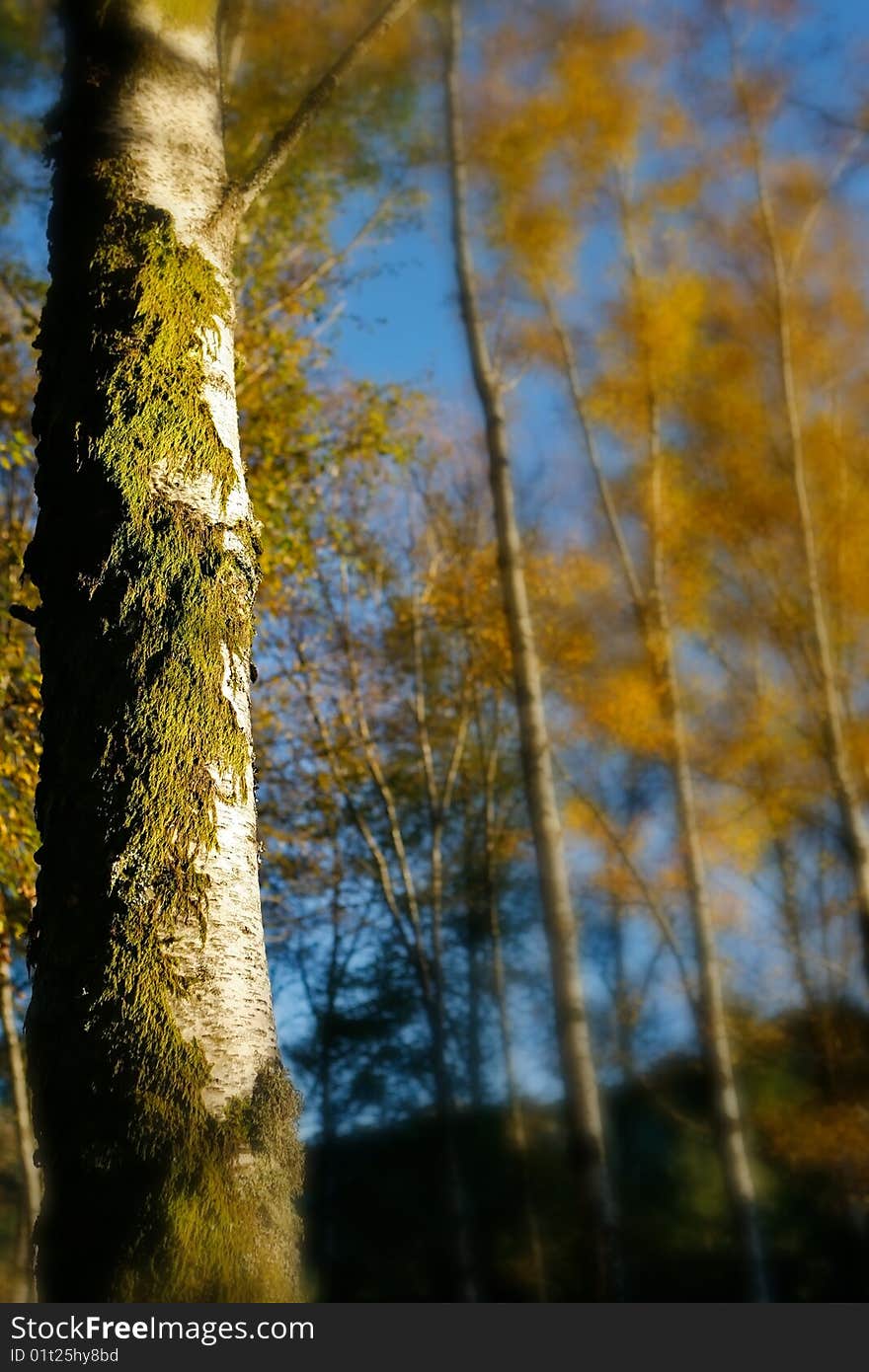 Quiet landscape forest