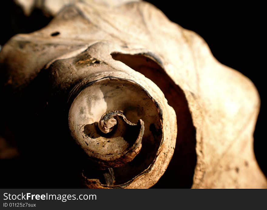 Macro of an aged and weathered sea shell. Macro of an aged and weathered sea shell