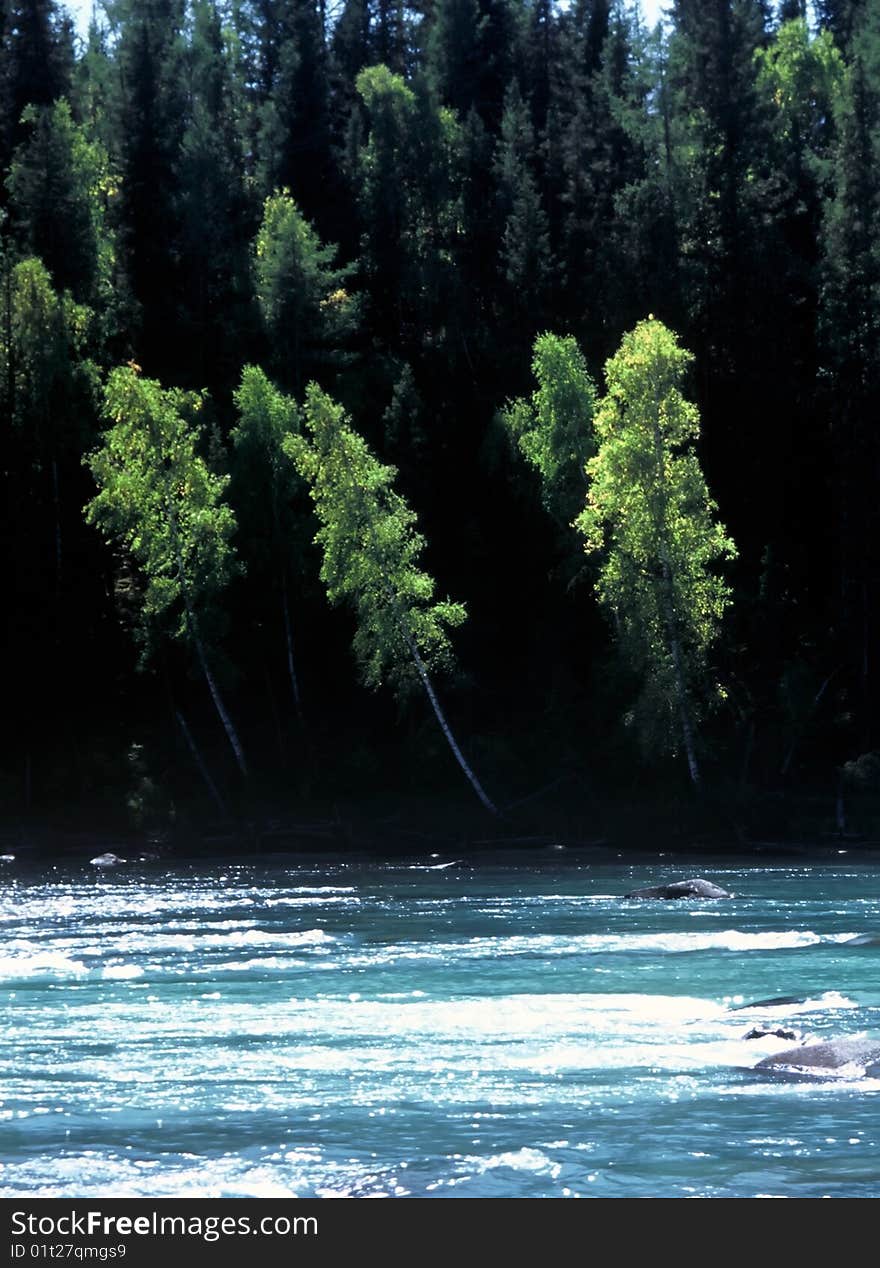 Trees at the Kanas River in xinjiang Province, China. Trees at the Kanas River in xinjiang Province, China