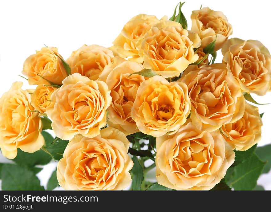 Fresh rose of yellow color on a light background. Fresh rose of yellow color on a light background.