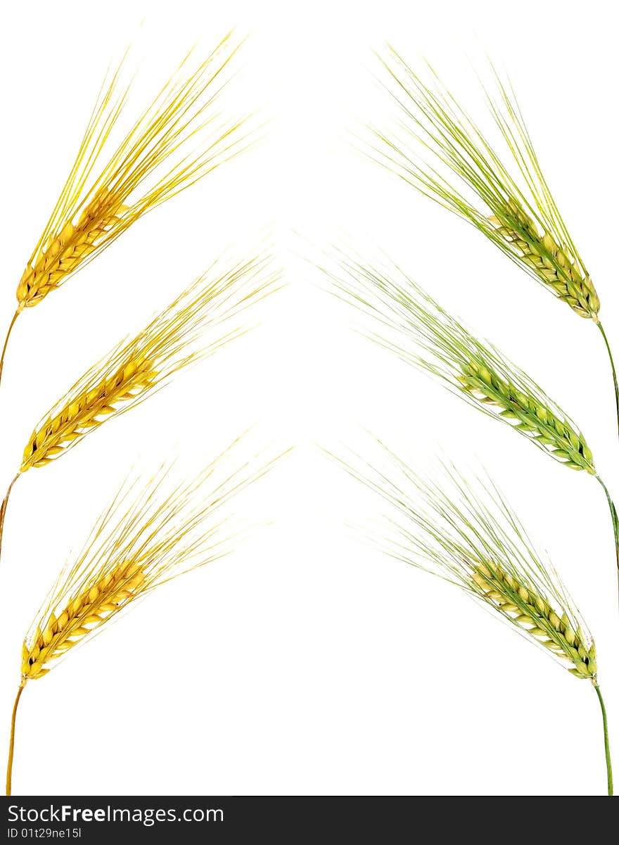 Bunch of golden and green wheat ears isolated on white background