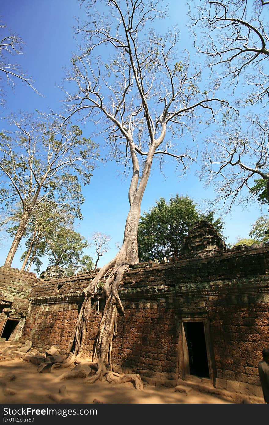 The Jungle In Angkor Wat