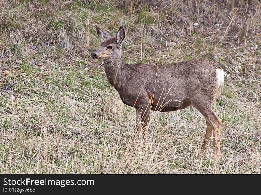 White-tailed deer in Banff National Park, Alberta, Canada