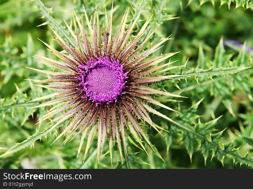 A pink wild flower with a lot of stabs