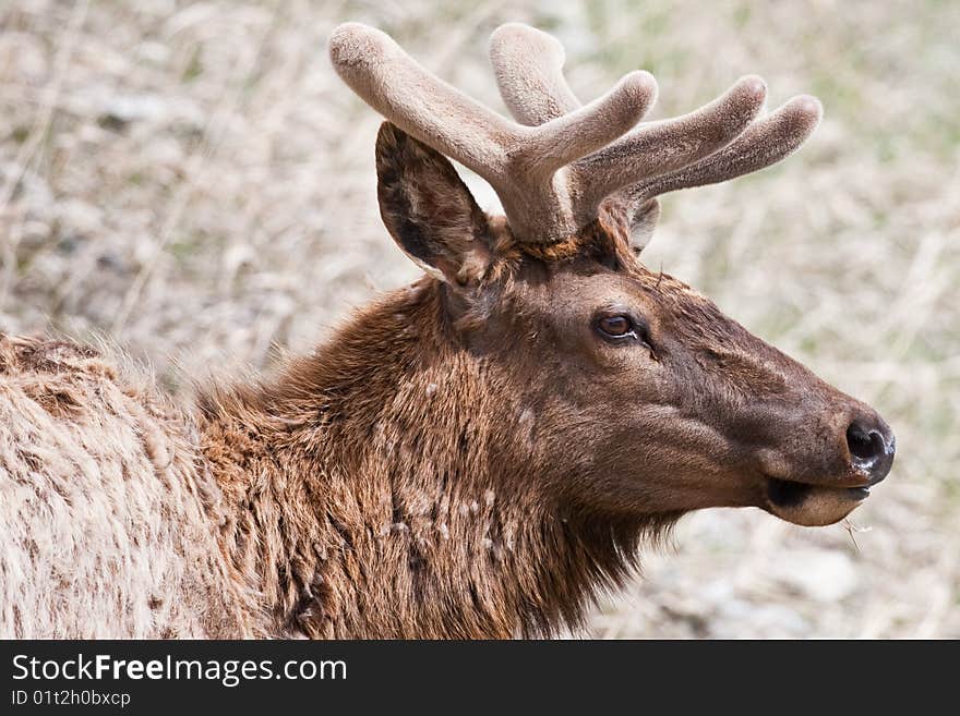 Head of an elk in Banff National Park, Alberta, Canada