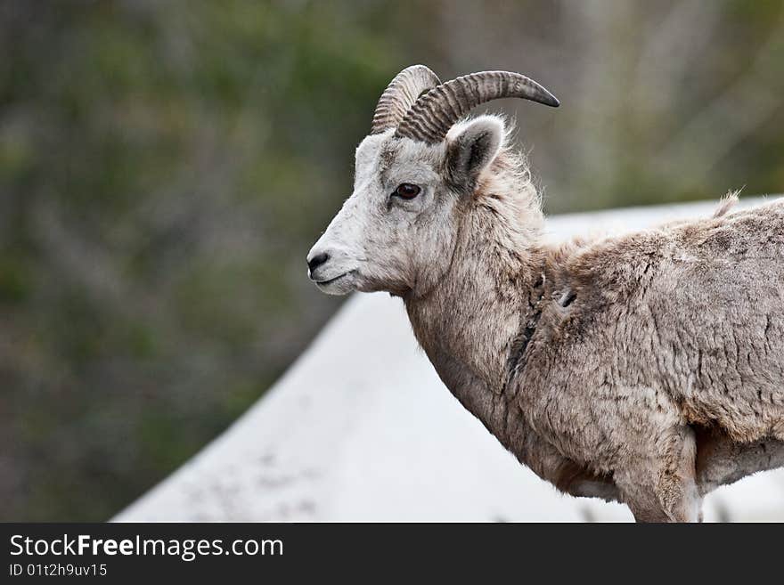 Bighorn Sheep in Banff National Park, Alberta, Canada