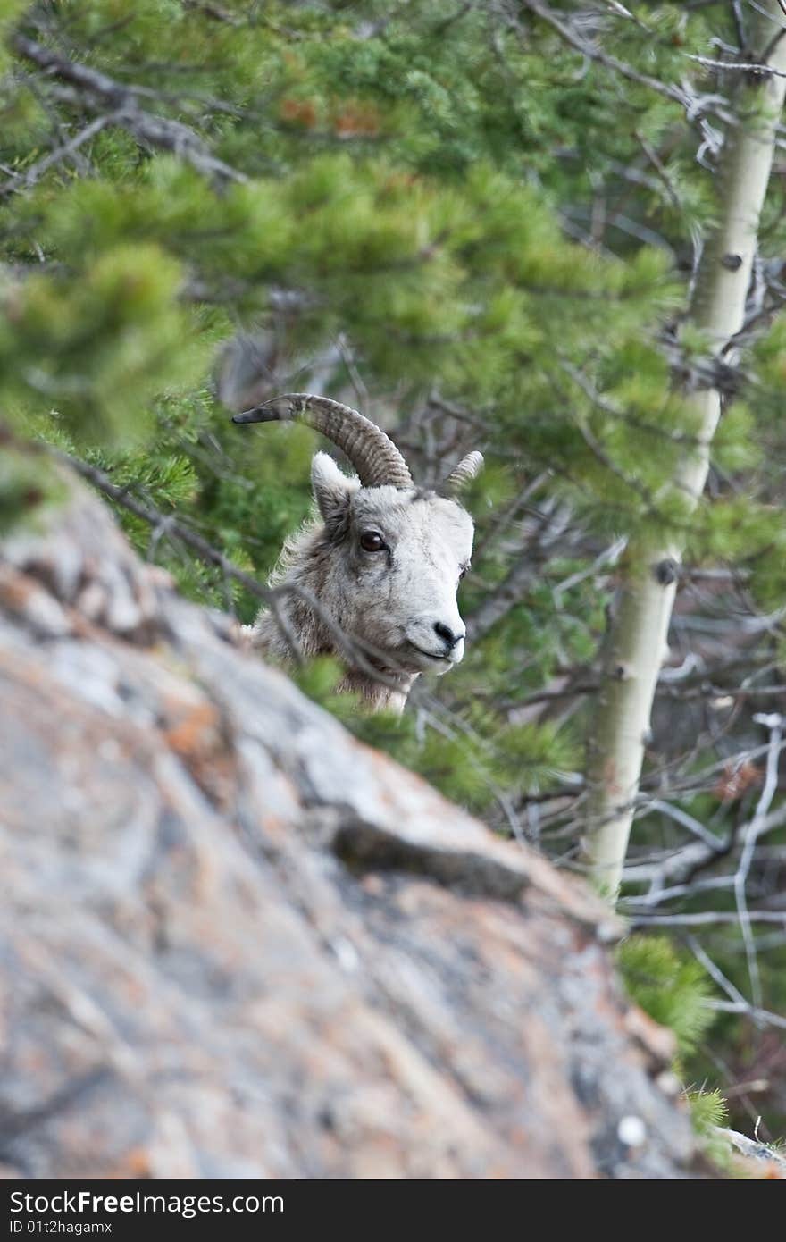 Bighorn Sheep in Banff National Park, Alberta, Canada