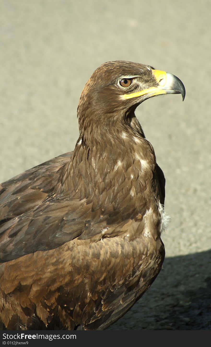 Golden eagle