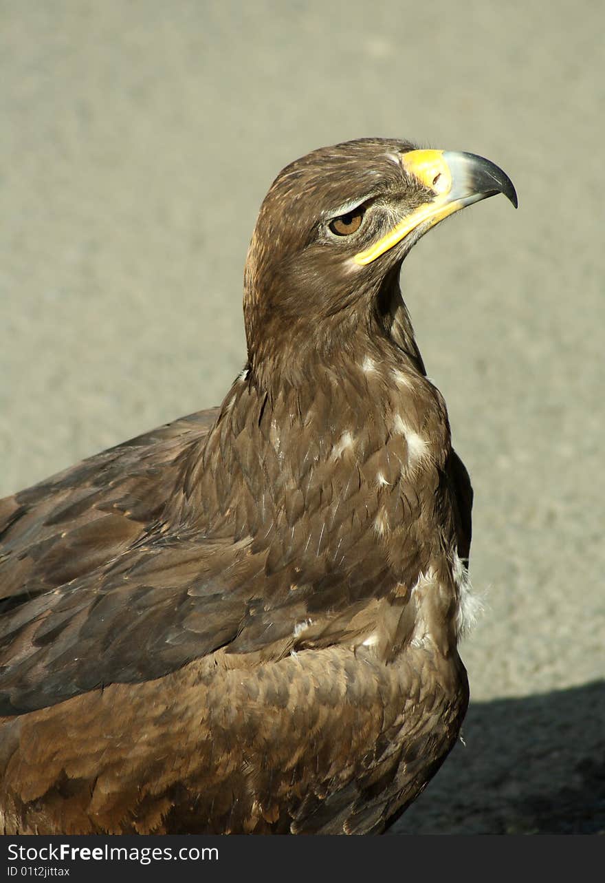 Golden Eagle