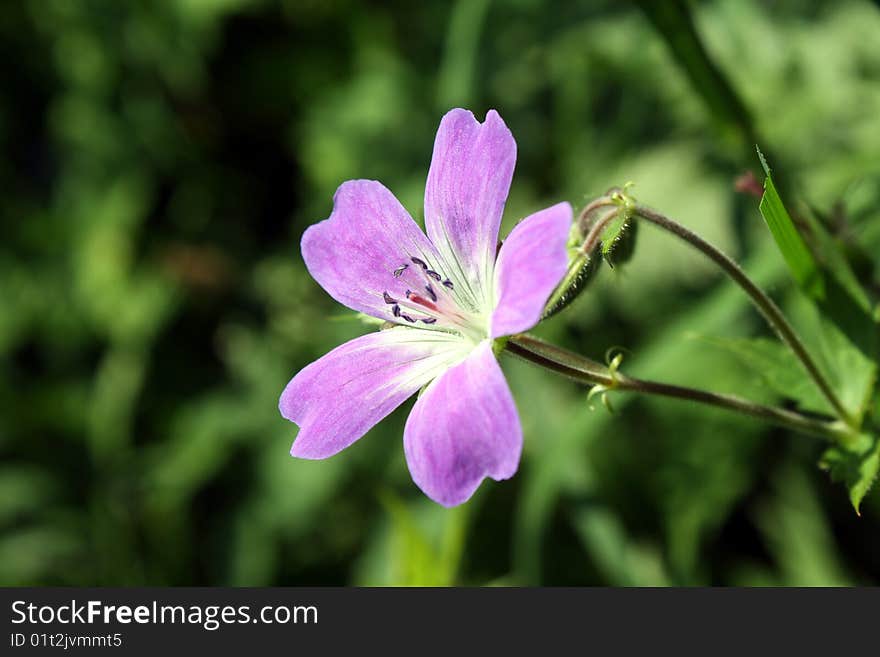 Purple forest flower alone close-up. Purple forest flower alone close-up