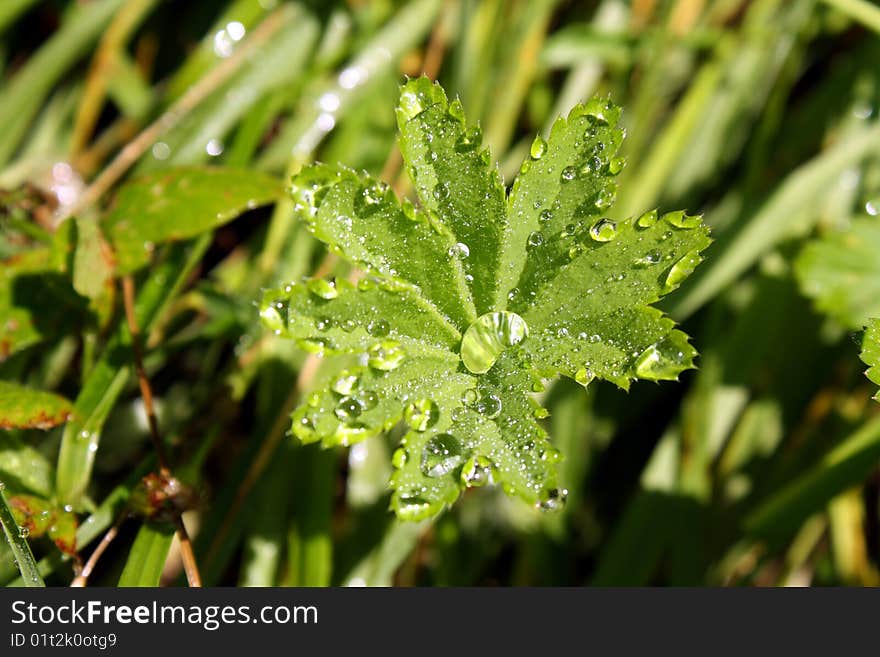 Drops Of Water On A Leaf