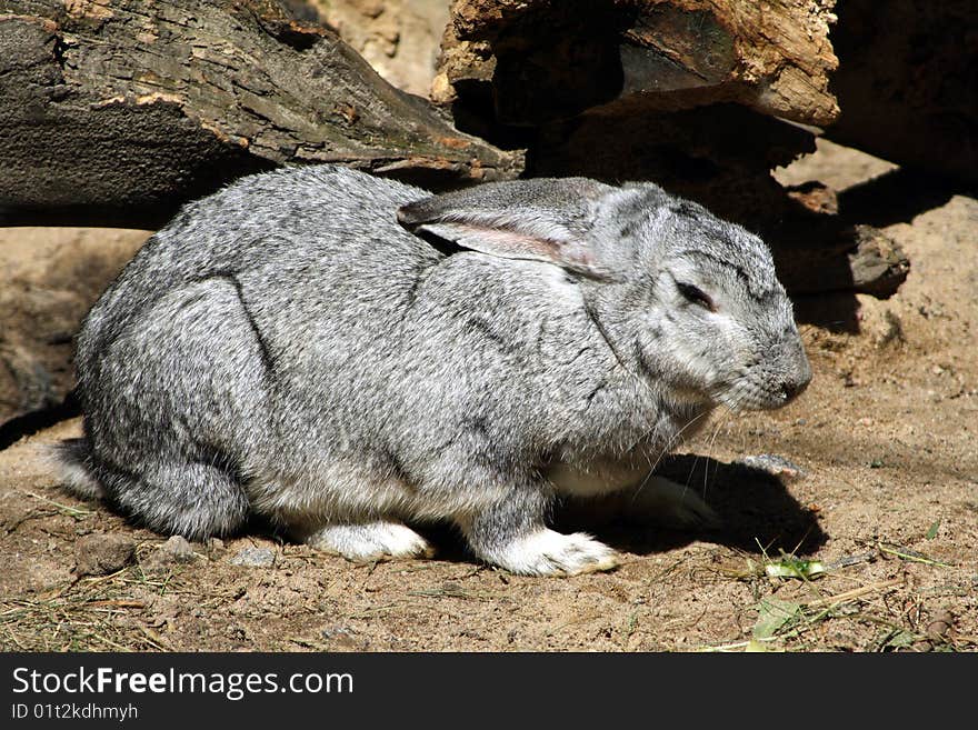 A greay rabbit Oryctolagus with closed eyes. A greay rabbit Oryctolagus with closed eyes