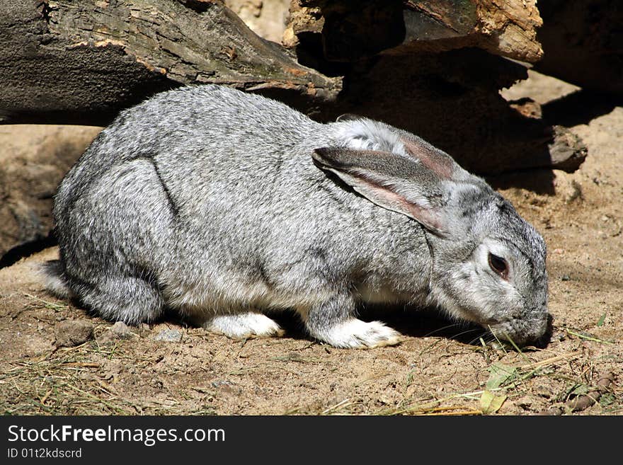 Grey rabbit