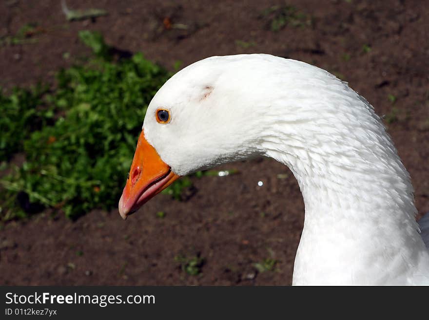 A head of an goose (Anser)