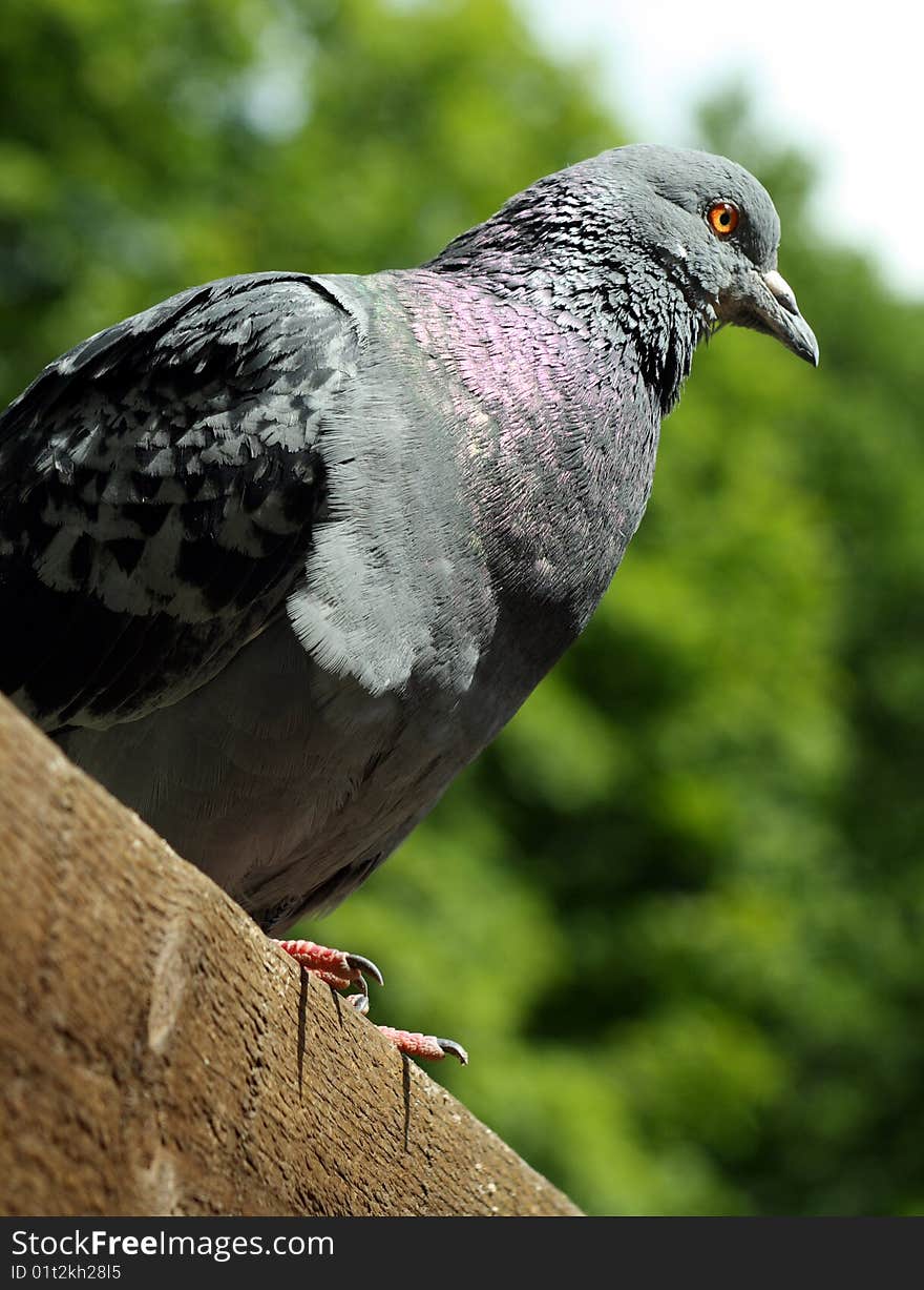 Pigeon