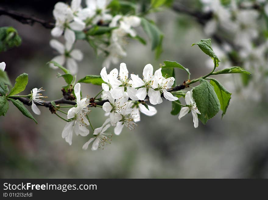 Apple Tree Blooming