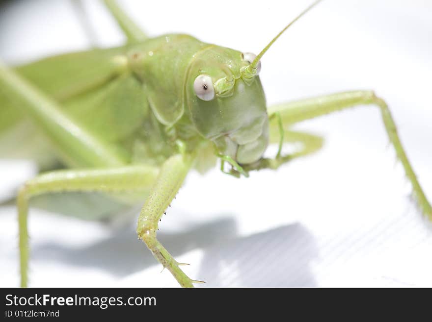 Grasshopper on white background cleaning his leg