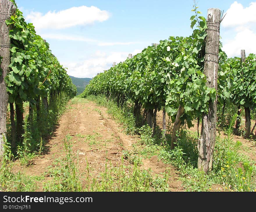 Serbia vineyard in summer season