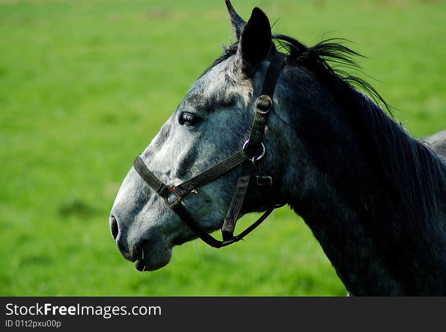 A horse head in profile.