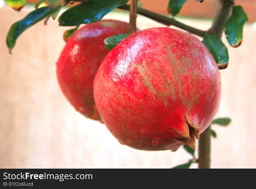 Ripe pomegranate with rain drops on the tree.