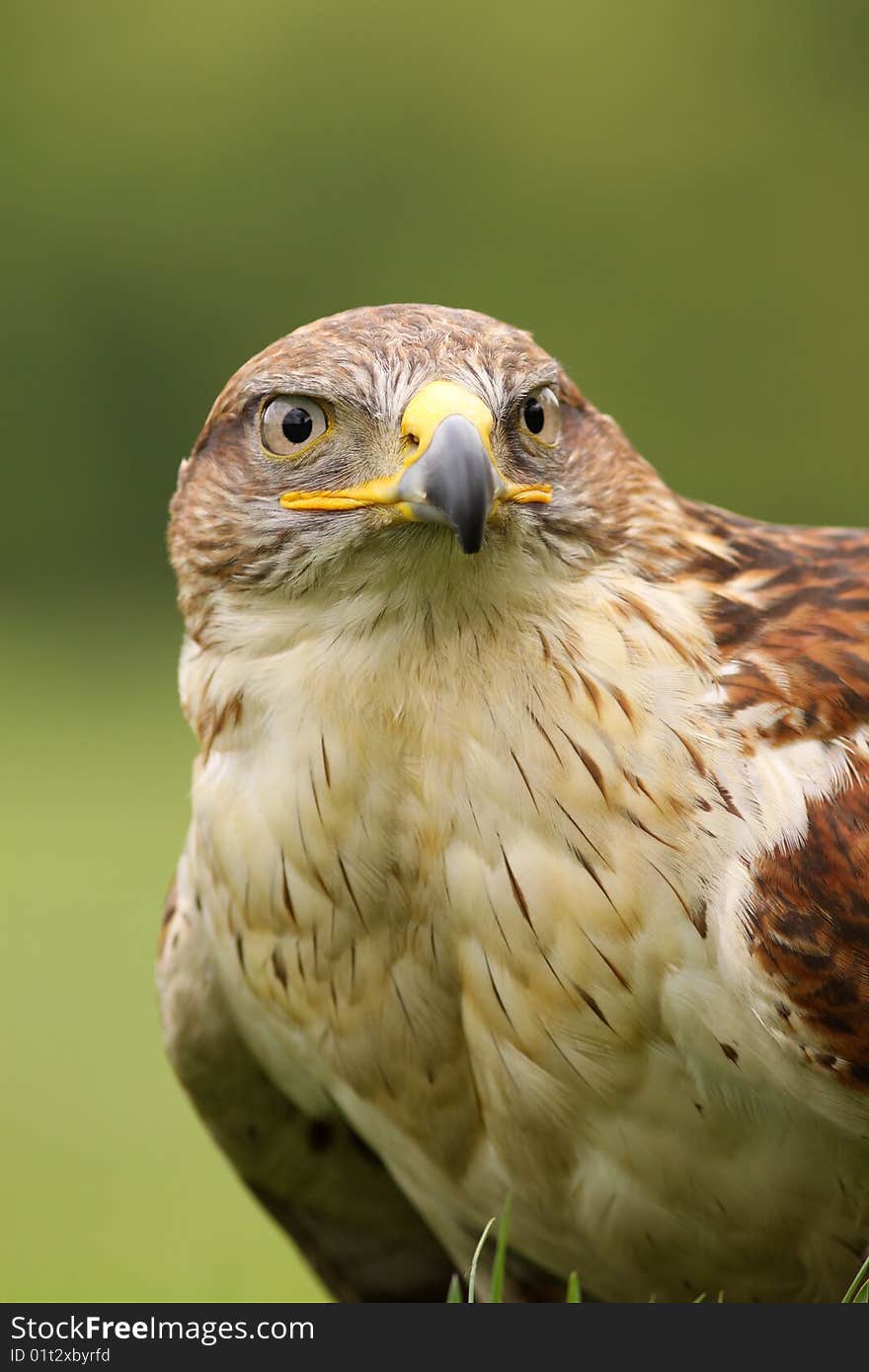 Ferruginous Hawk (Butea Regalis)