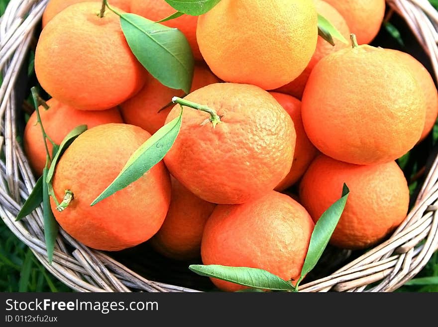 Ripe tangerines in the basket.