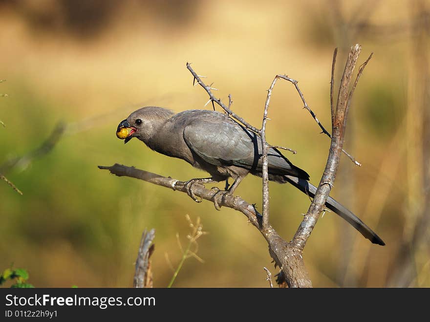 Grey-Go-Away Bird (Corythaixoides Concolor)