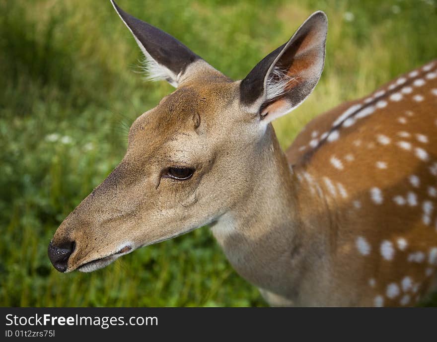 The small deer on nature green background