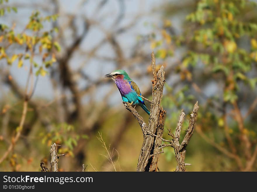 Lilac-Breasted Roller (Coracias Caudatus)